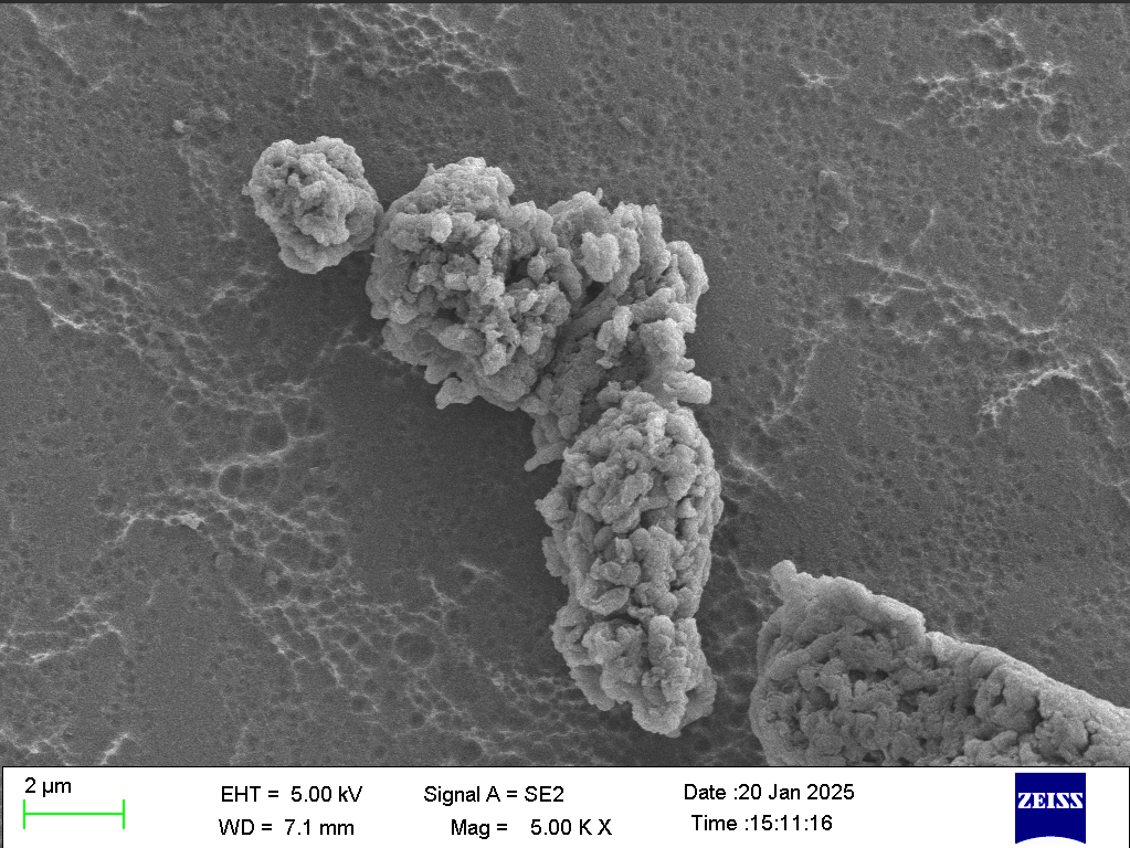 銅綠假單胞菌生物被膜SEM掃描圖